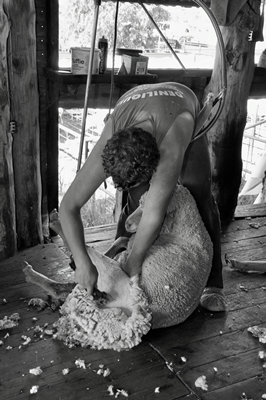 Steam Plains Shearing 022702  © Claire Parks Photography 